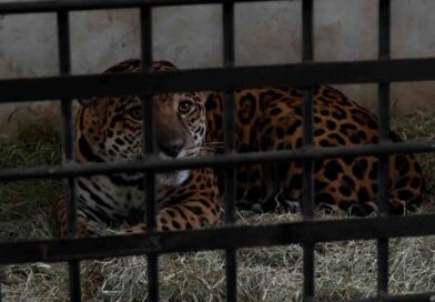 Onça-pintada resgatada após força-tarefa é transferida para refúgio em Foz do Iguaçu