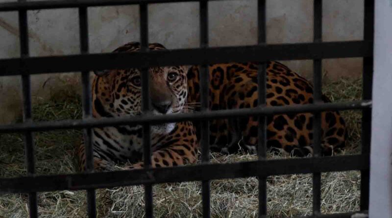 Onça-pintada resgatada após força-tarefa é transferida para refúgio em Foz do Iguaçu